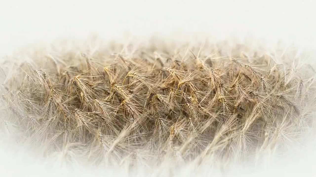 A generated picture of a barley crop moving in a light breeze, fading away at the edges.