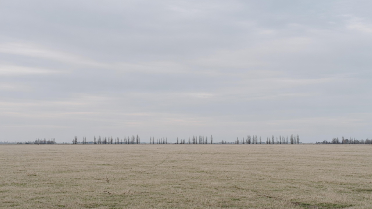 A generated picture of a wide flat North Canterbury paddock under a large soft overcast sky, with a long line of poplars far away on the horizon.