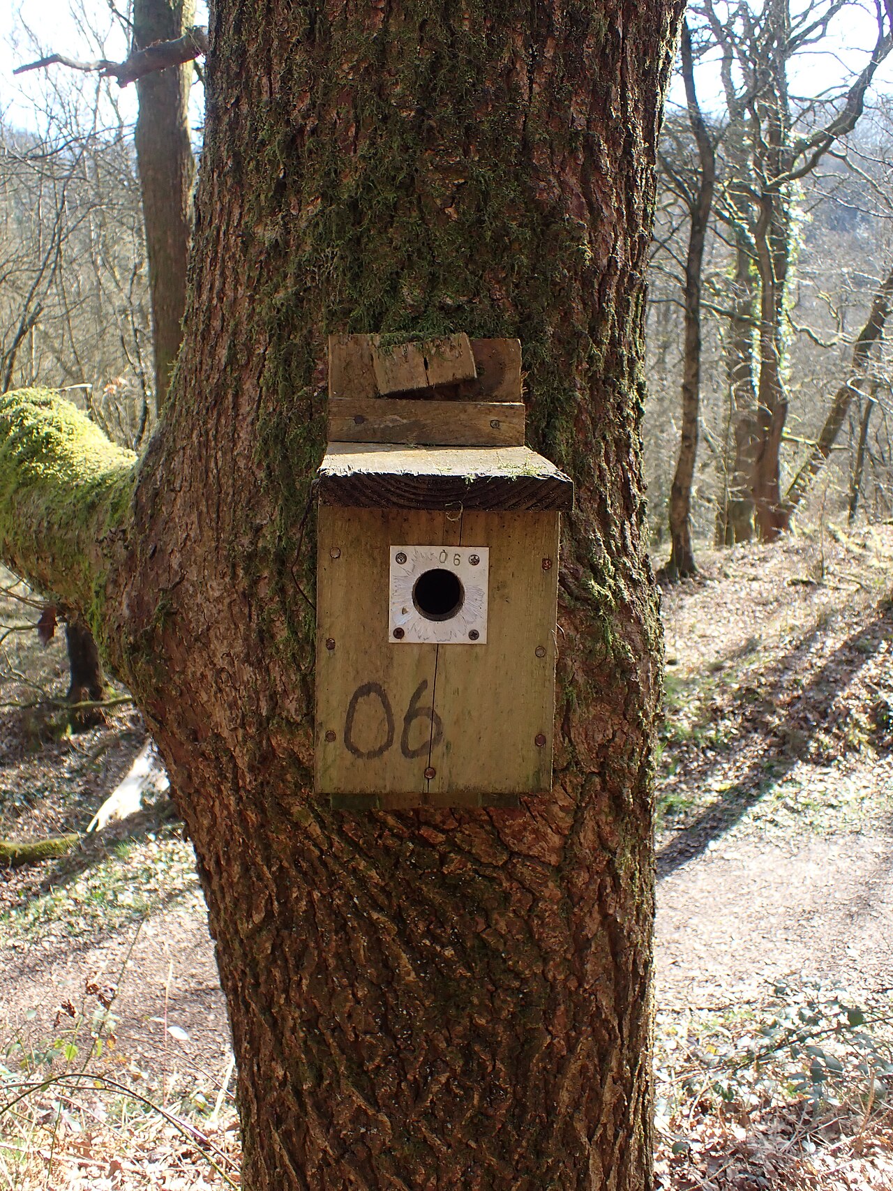 A weathered wooden nest box numbered 06, fixed to the trunk of a large tree in open woodland.